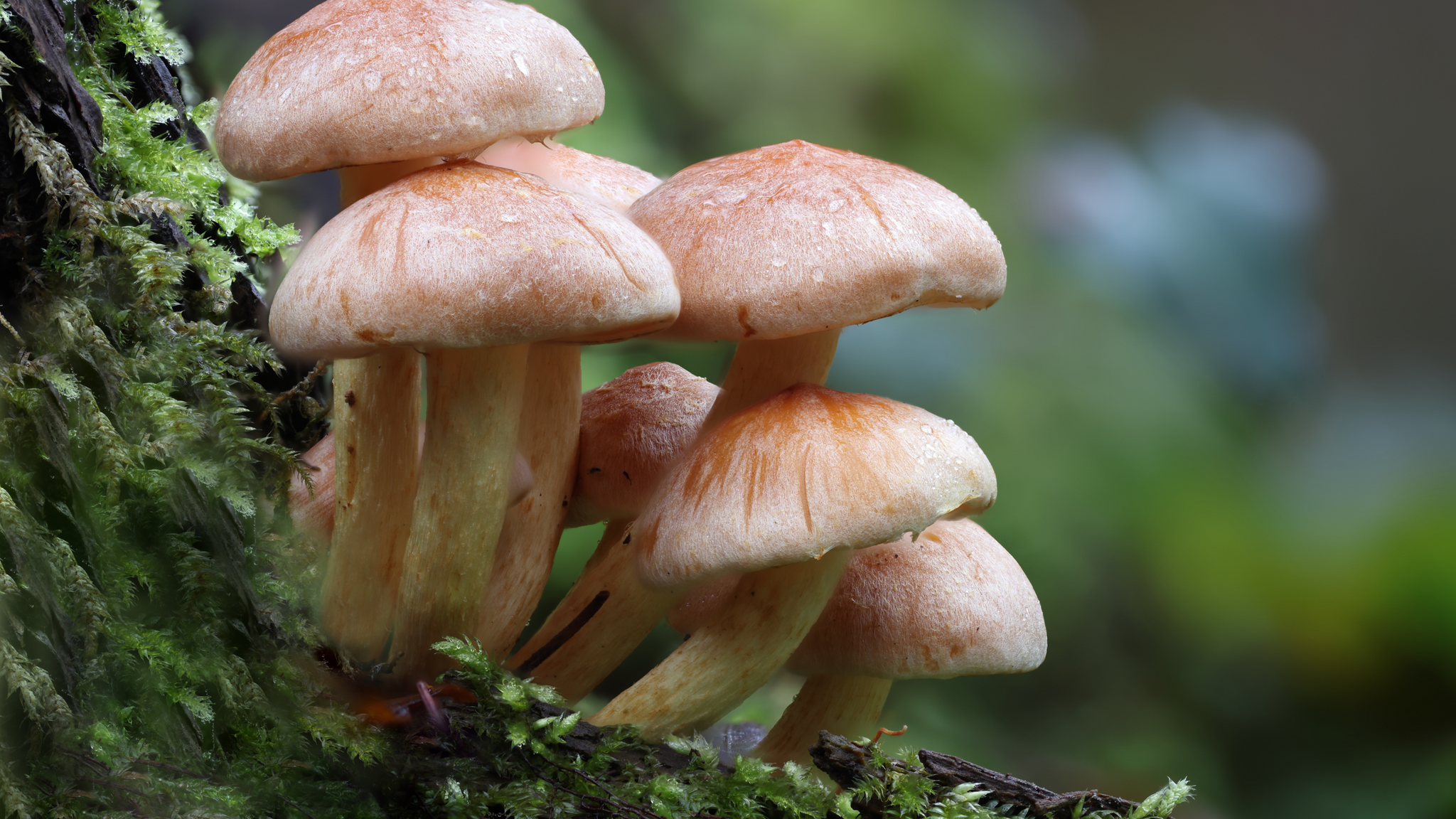 The Science of Functional Mushrooms: How They Enhance Your Health